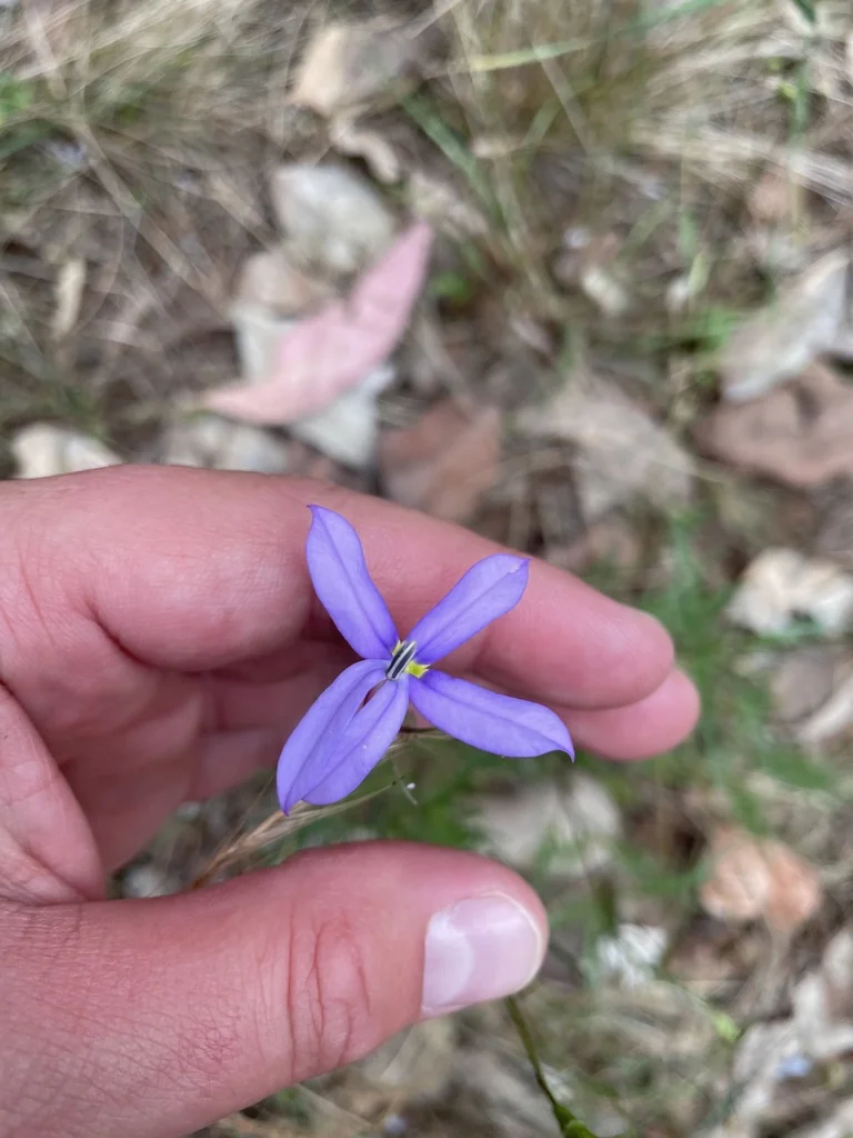 Isotoma axillaris