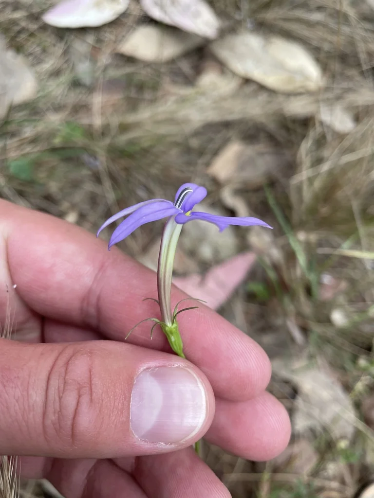 Isotoma axillaris