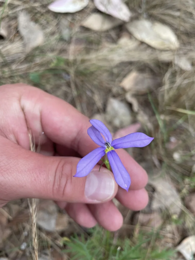 Isotoma axillaris