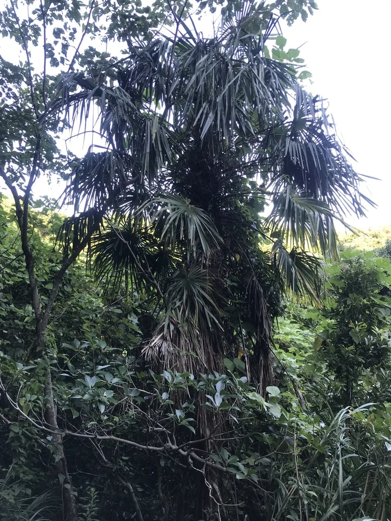 Trachycarpus Wagnerianus