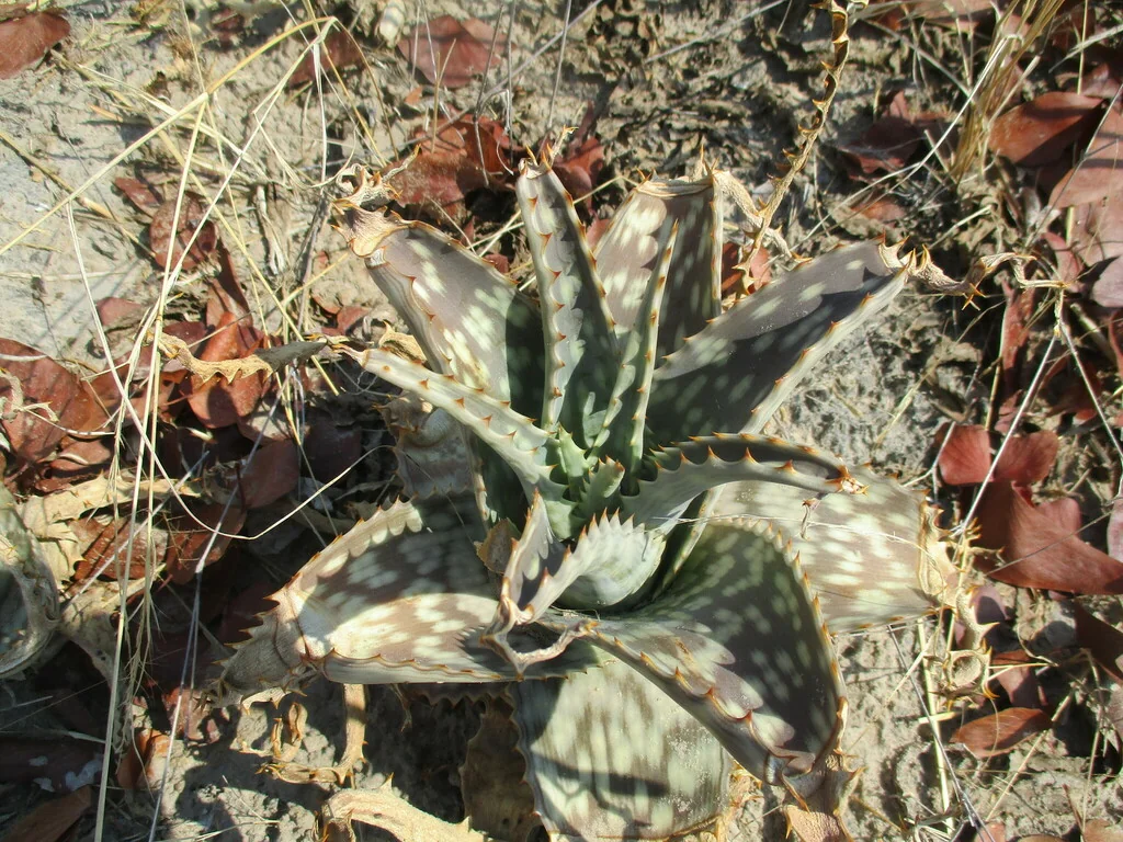Aloe Zebrina