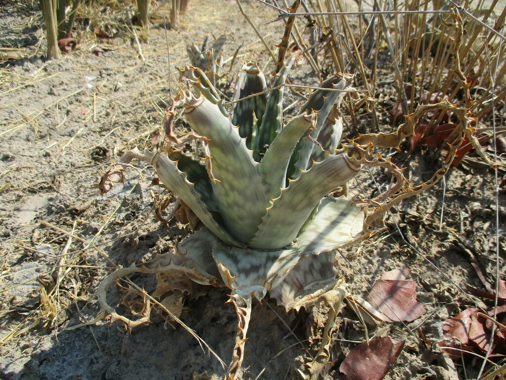 Aloe Zebrina