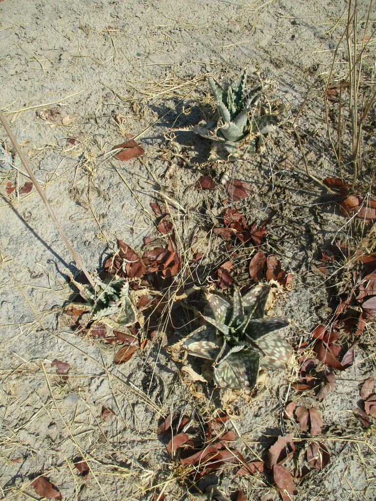 Aloe Zebrina