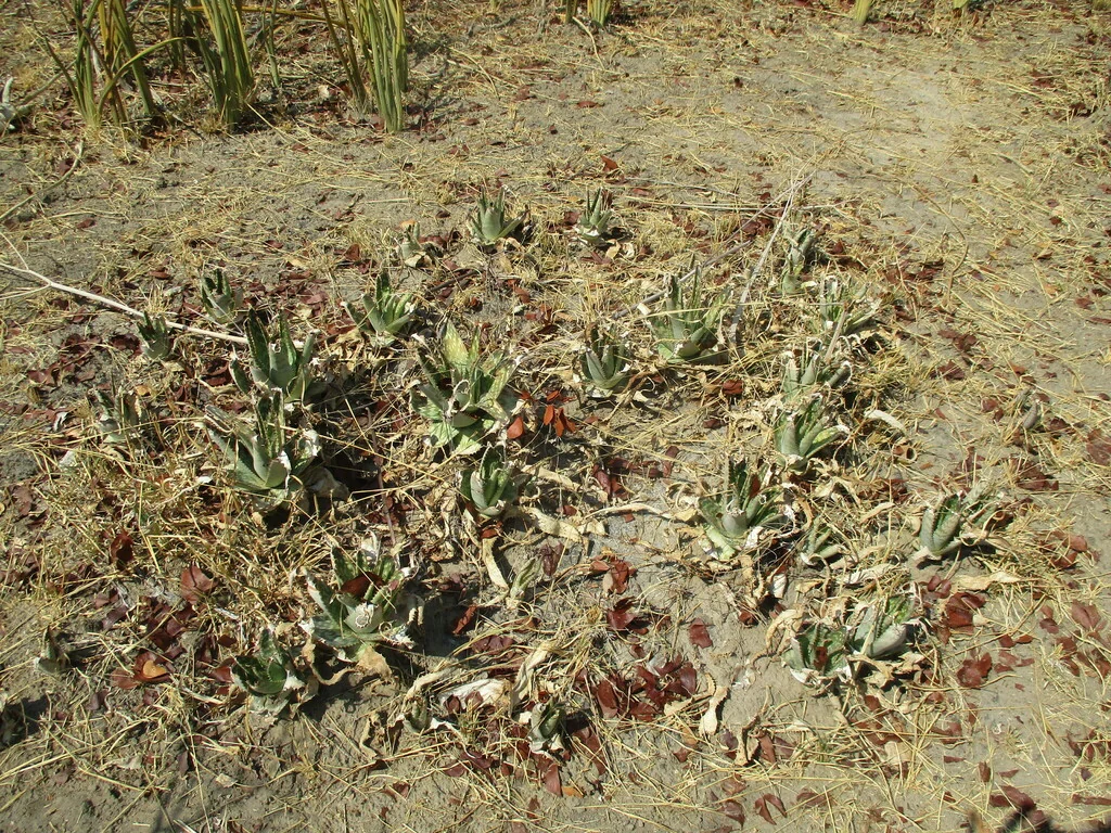 Aloe Zebrina
