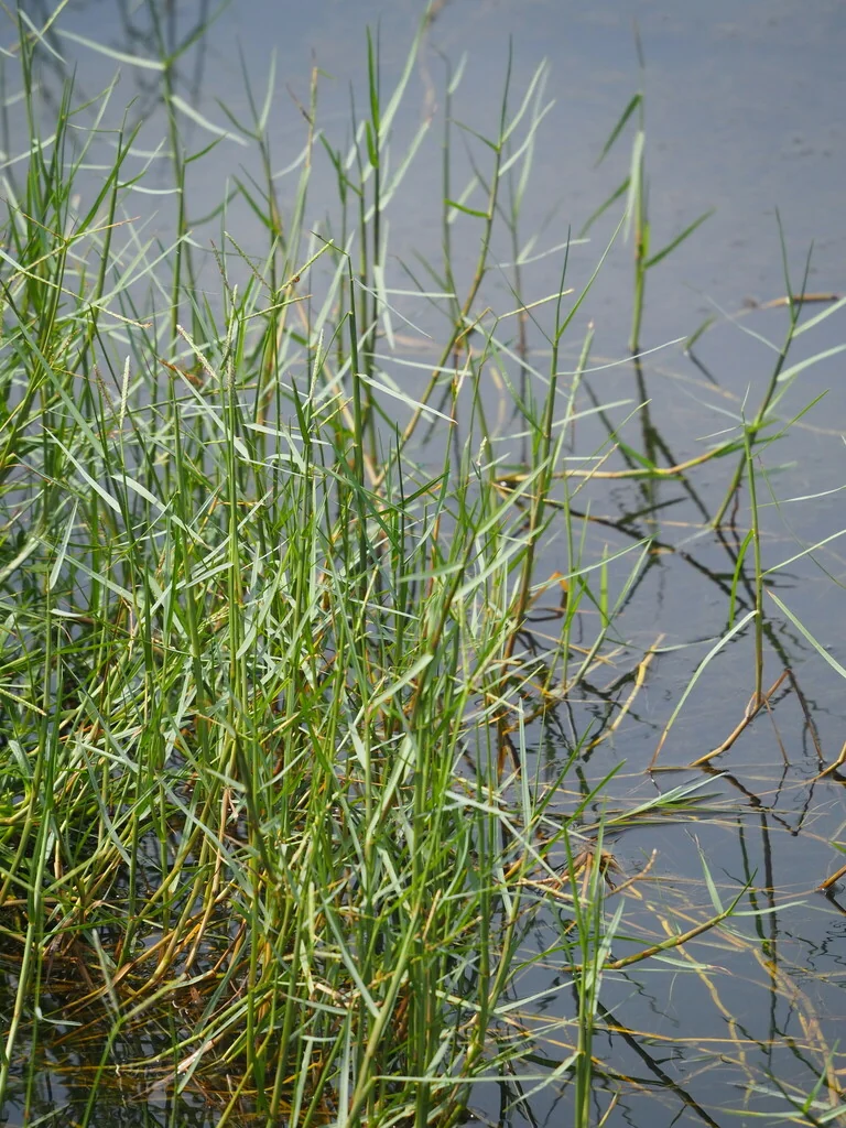 Paspalum vaginatum
