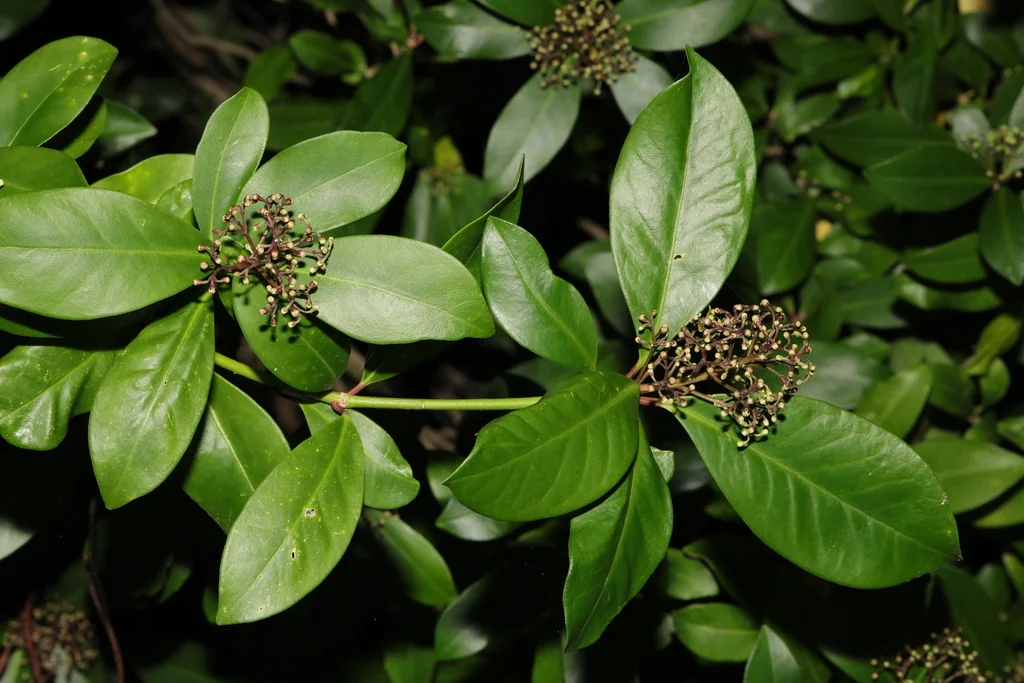 Skimmia Japonica