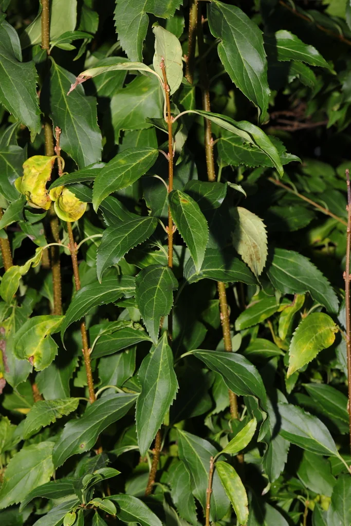 Forsythia x intermedia