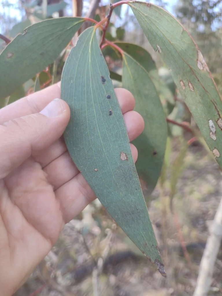 Eucalyptus Pauciflora