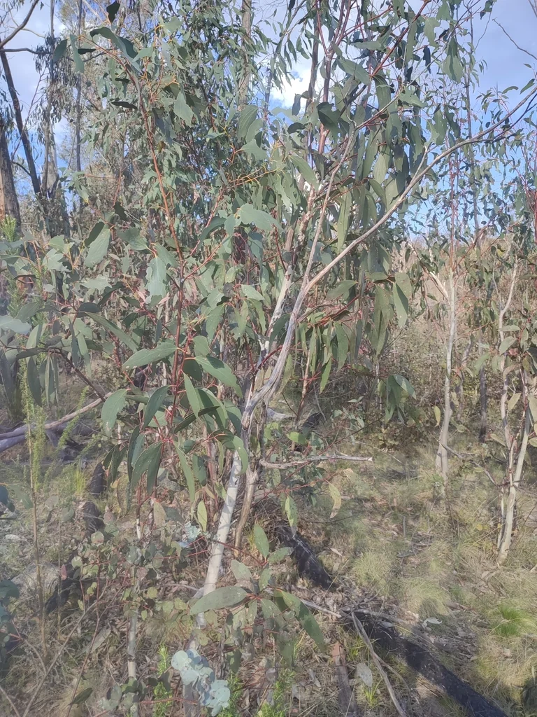 Eucalyptus Pauciflora