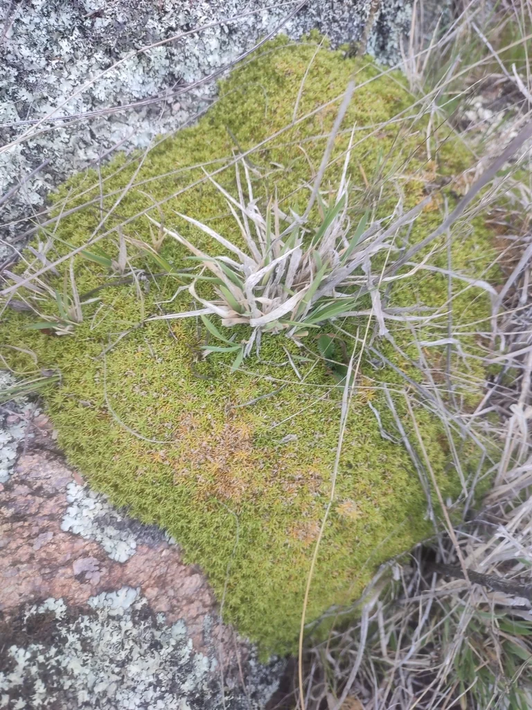 Scleranthus Biflorus