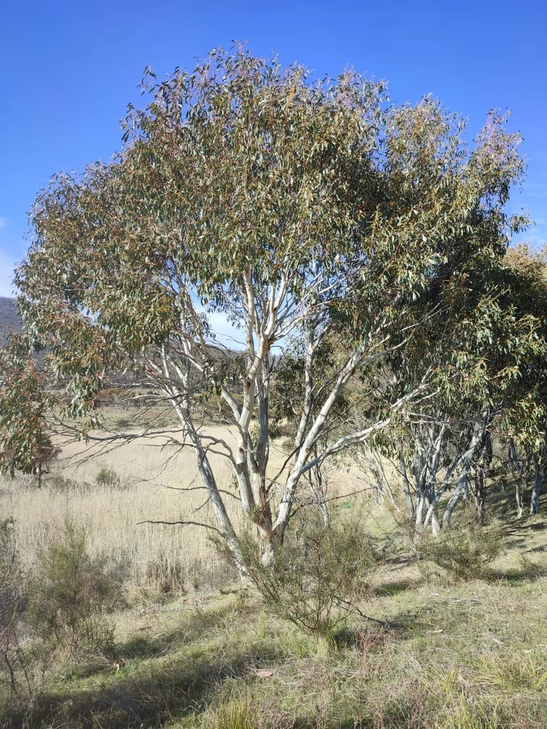 Eucalyptus Pauciflora