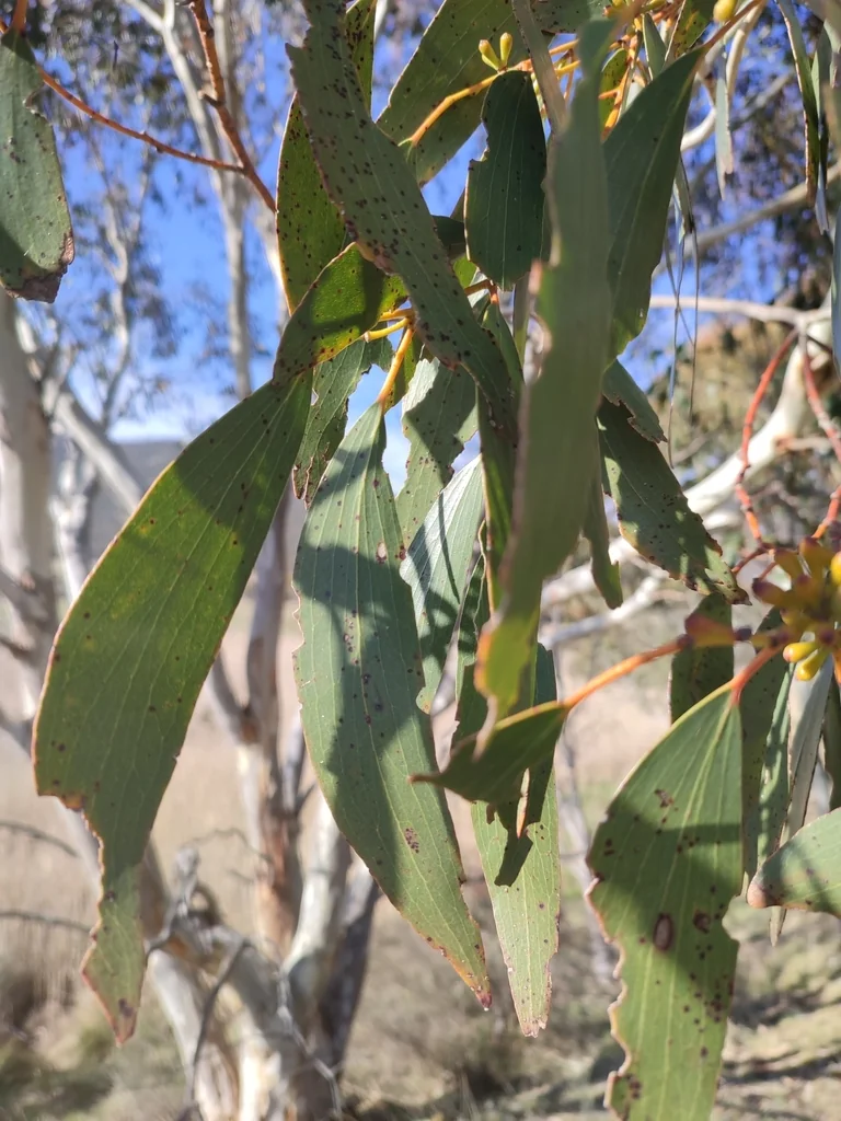 Eucalyptus Pauciflora
