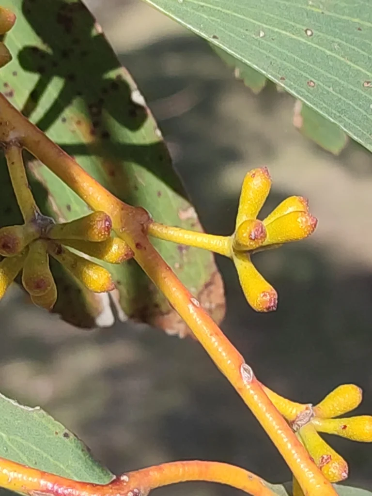 Eucalyptus Pauciflora