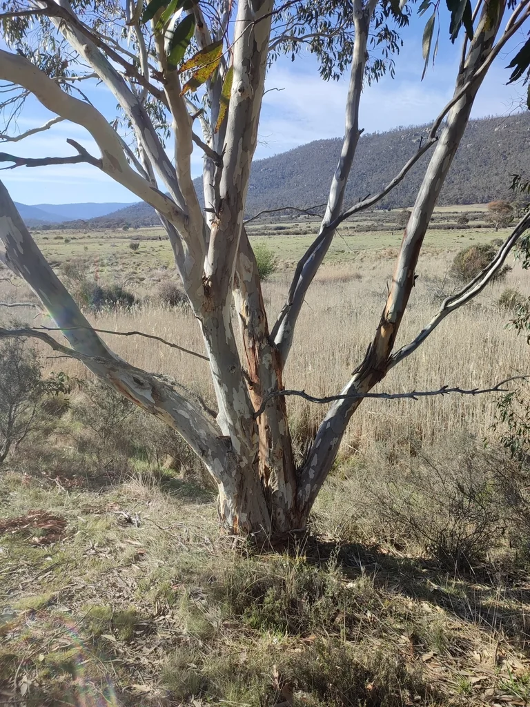 Eucalyptus Pauciflora