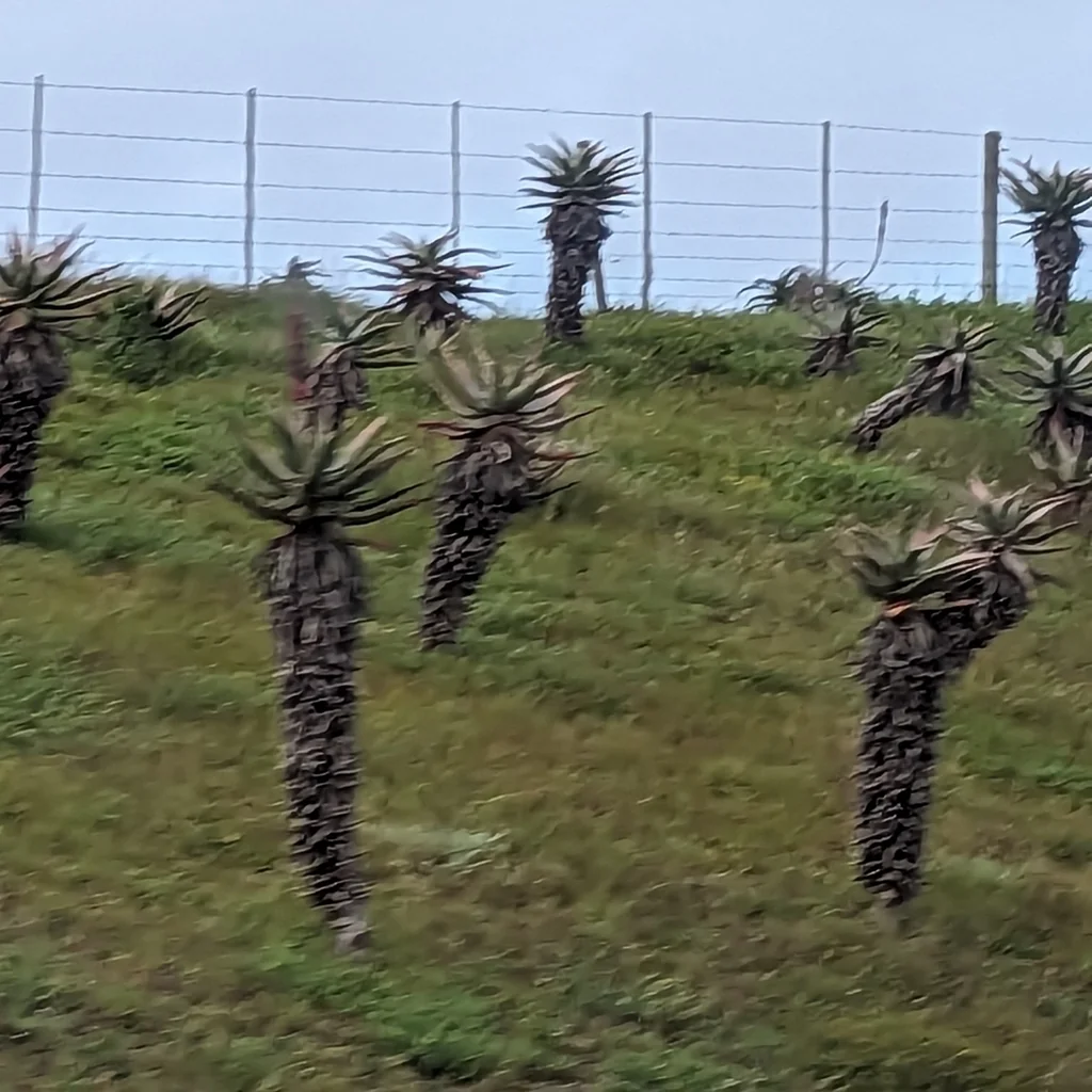 Aloe Ferox