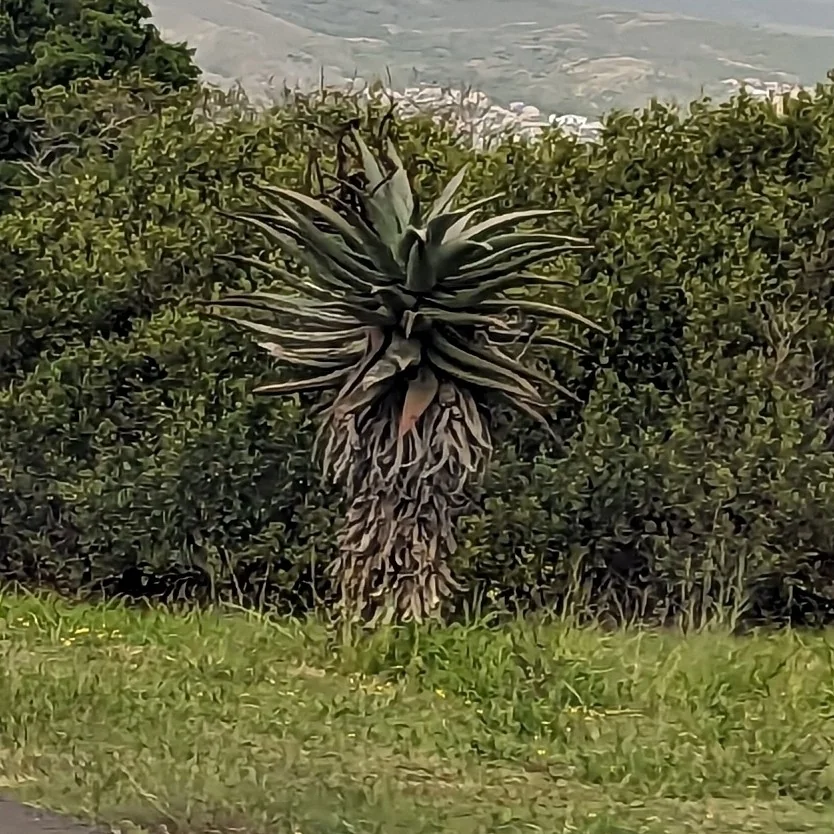 Aloe Ferox