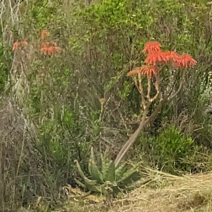 Aloe Saponaria