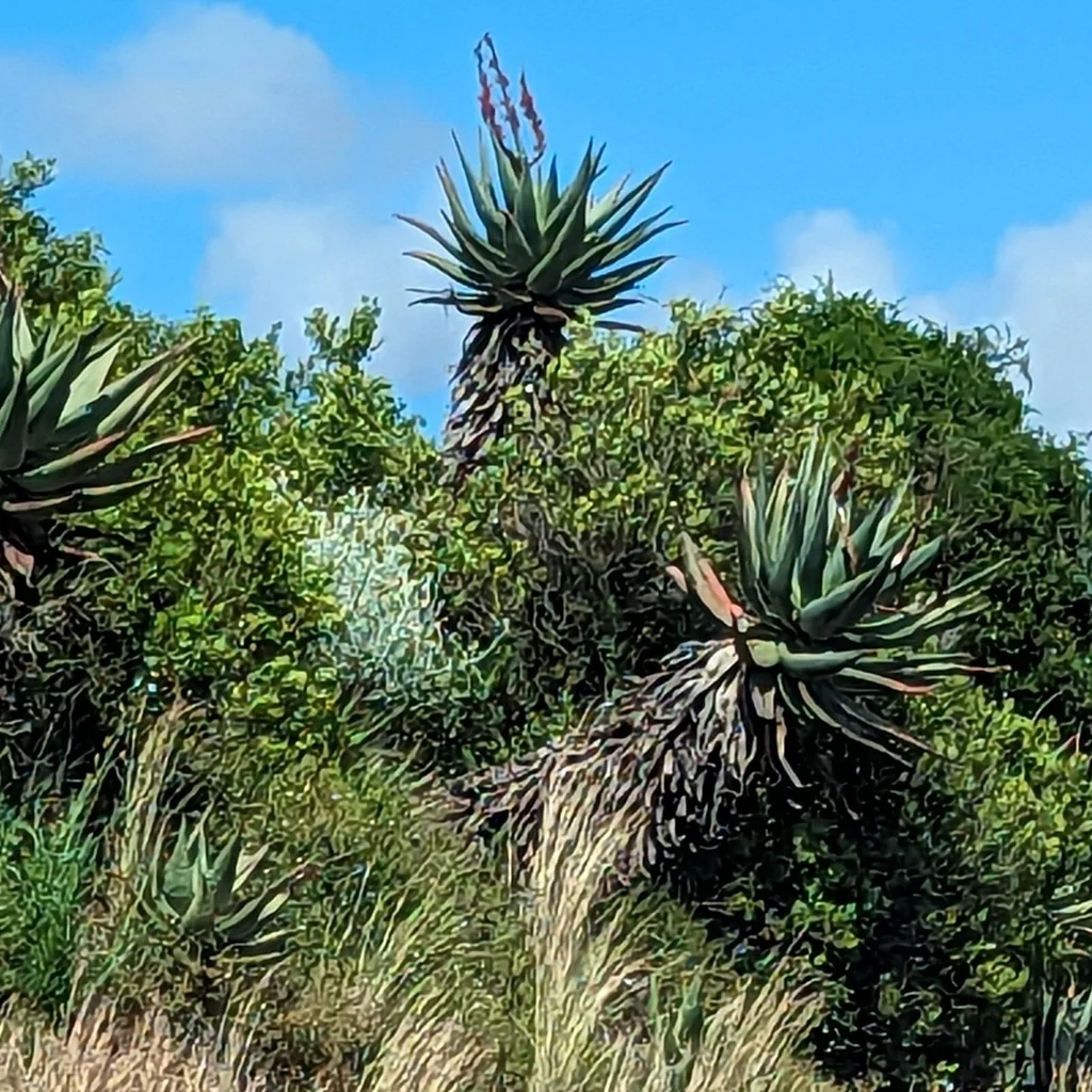 Aloe Ferox