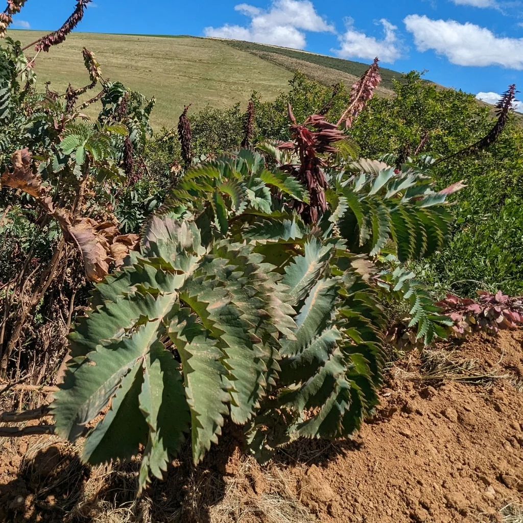 Melianthus Major
