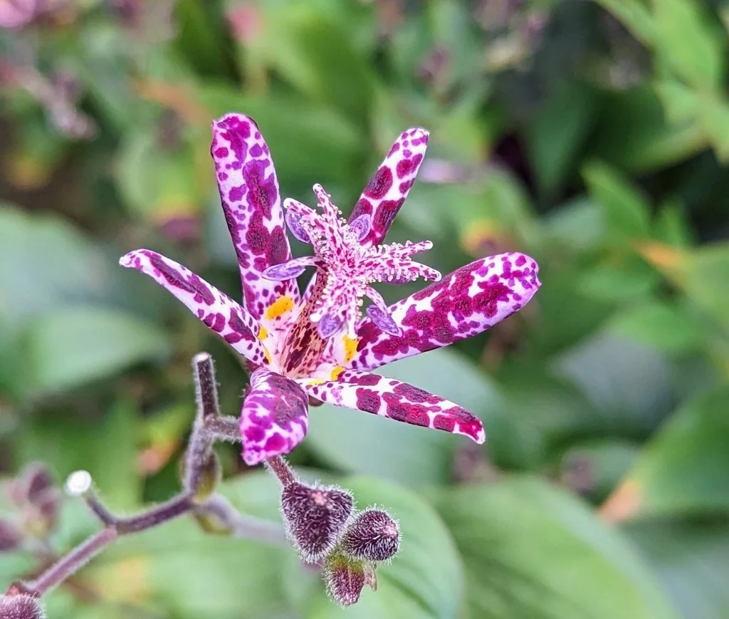 Tricyrtis Hirta