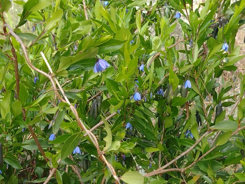 Sollya Heterophylla