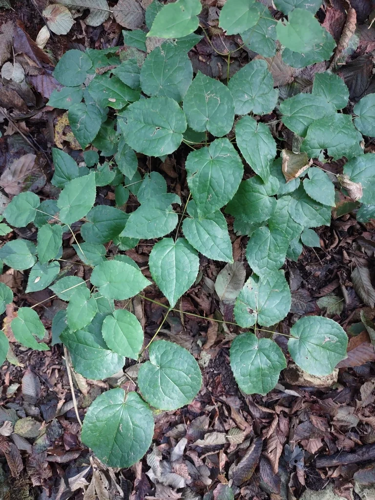 Epimedium Alpinum
