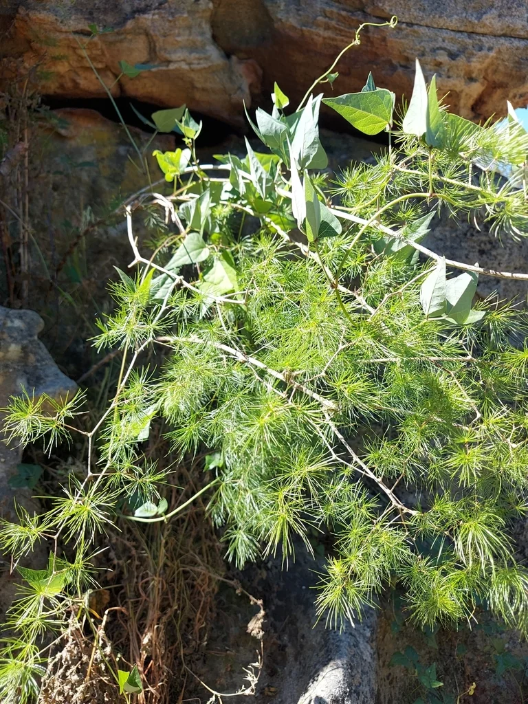 Asparagus Retrofractus