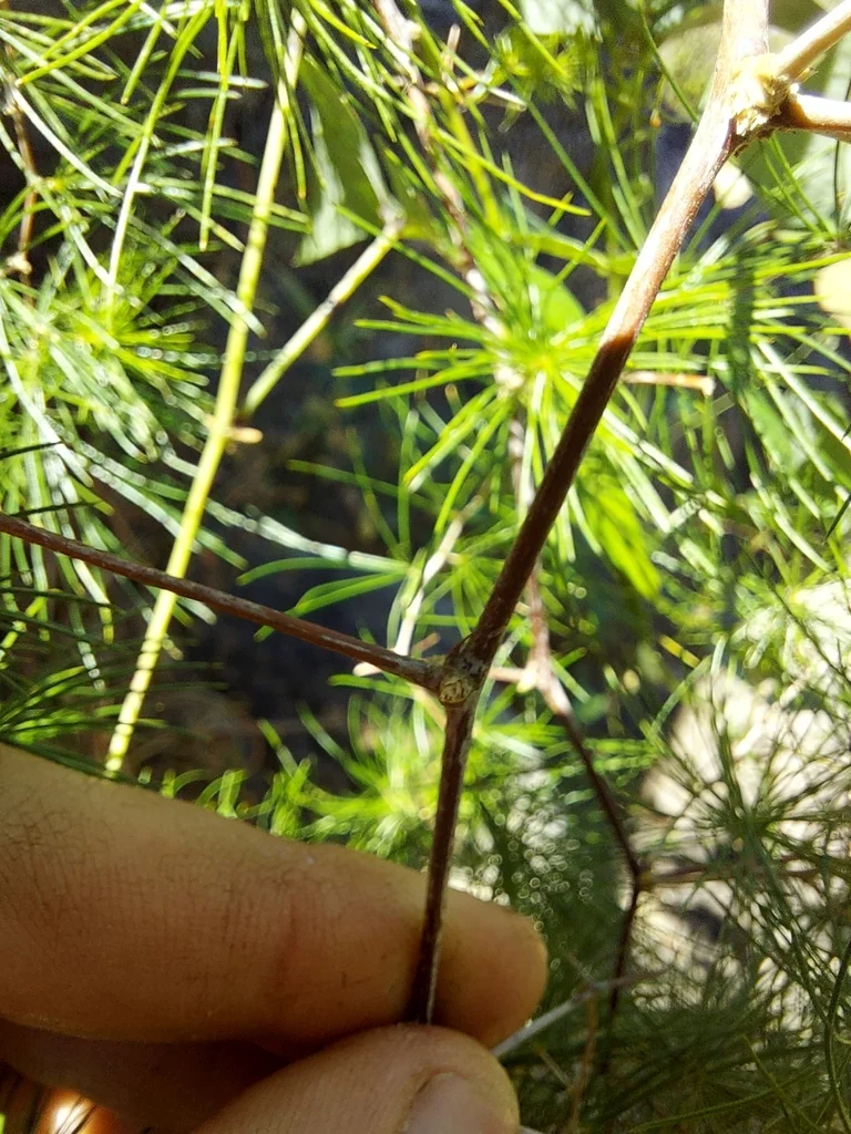 Asparagus Retrofractus
