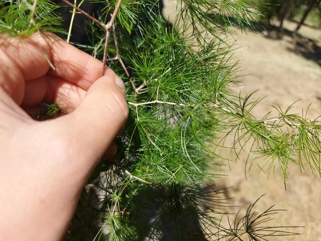 Asparagus Retrofractus
