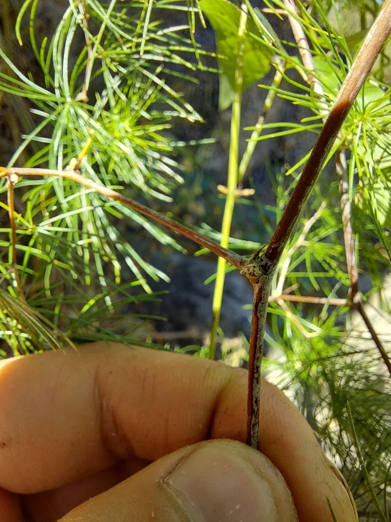 Asparagus Retrofractus