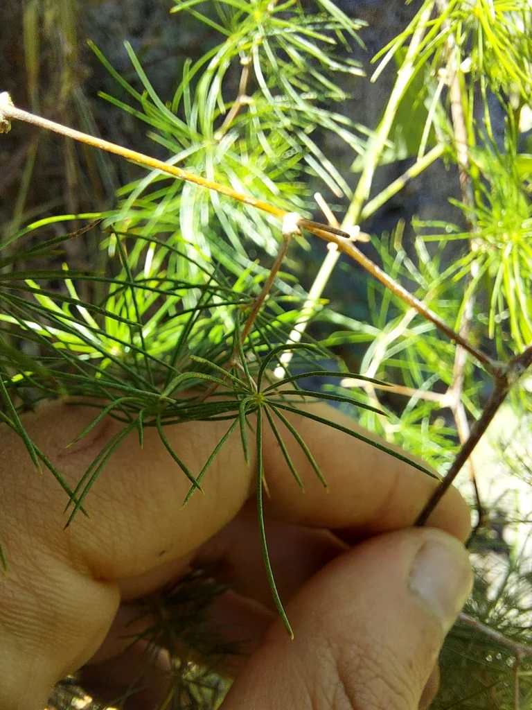 Asparagus Retrofractus