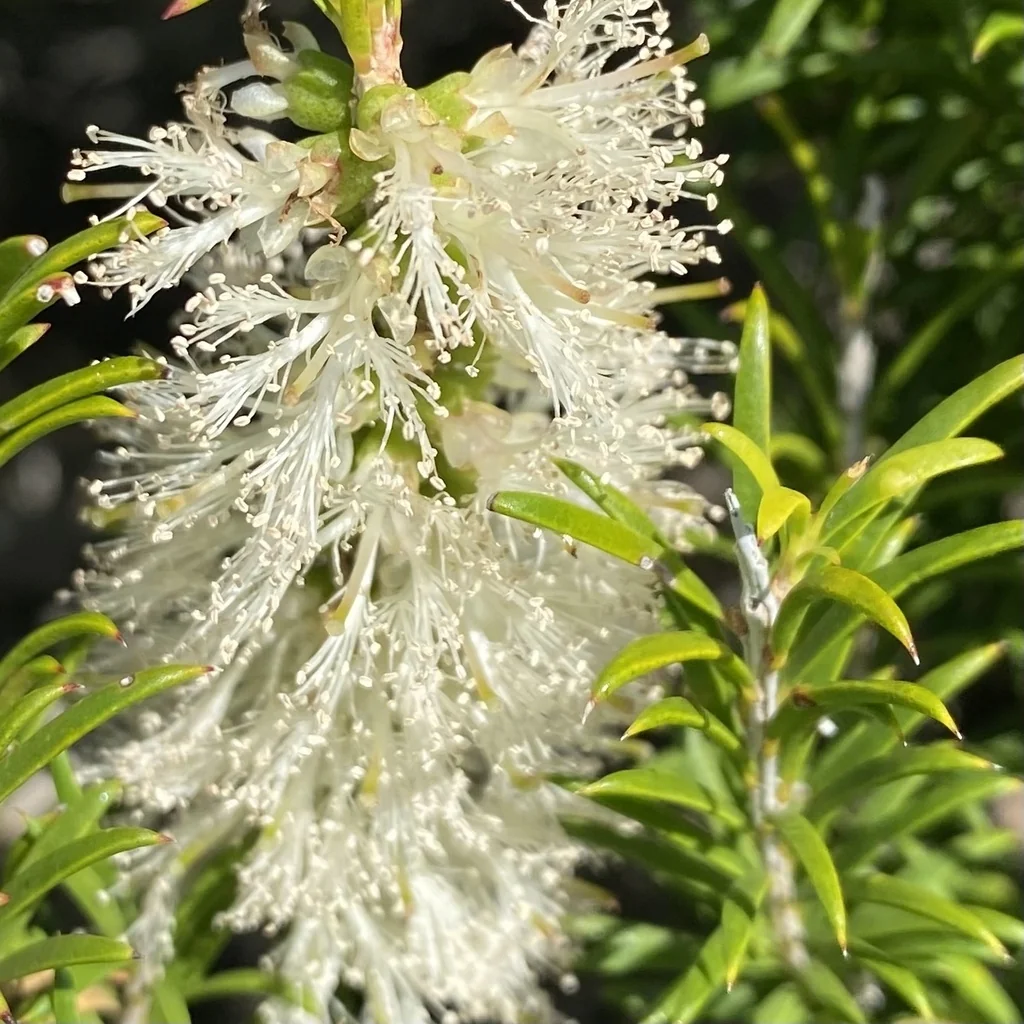 Melaleuca Armillaris