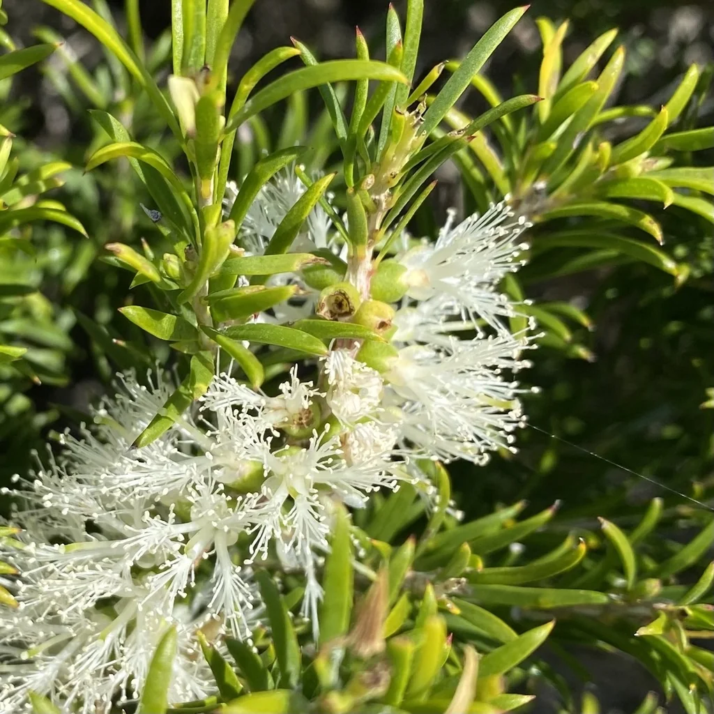 Melaleuca Armillaris