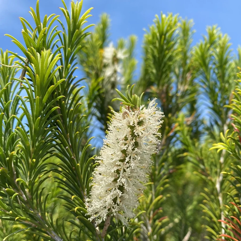 Melaleuca Armillaris