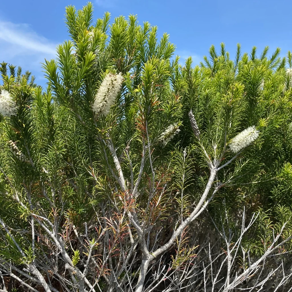 Melaleuca Armillaris