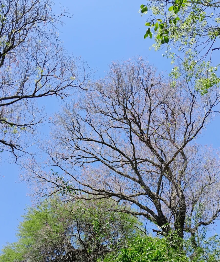 Handroanthus Heptaphyllus
