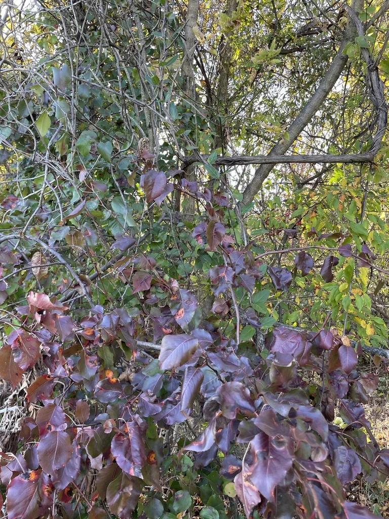 Pyrus Kawakamii