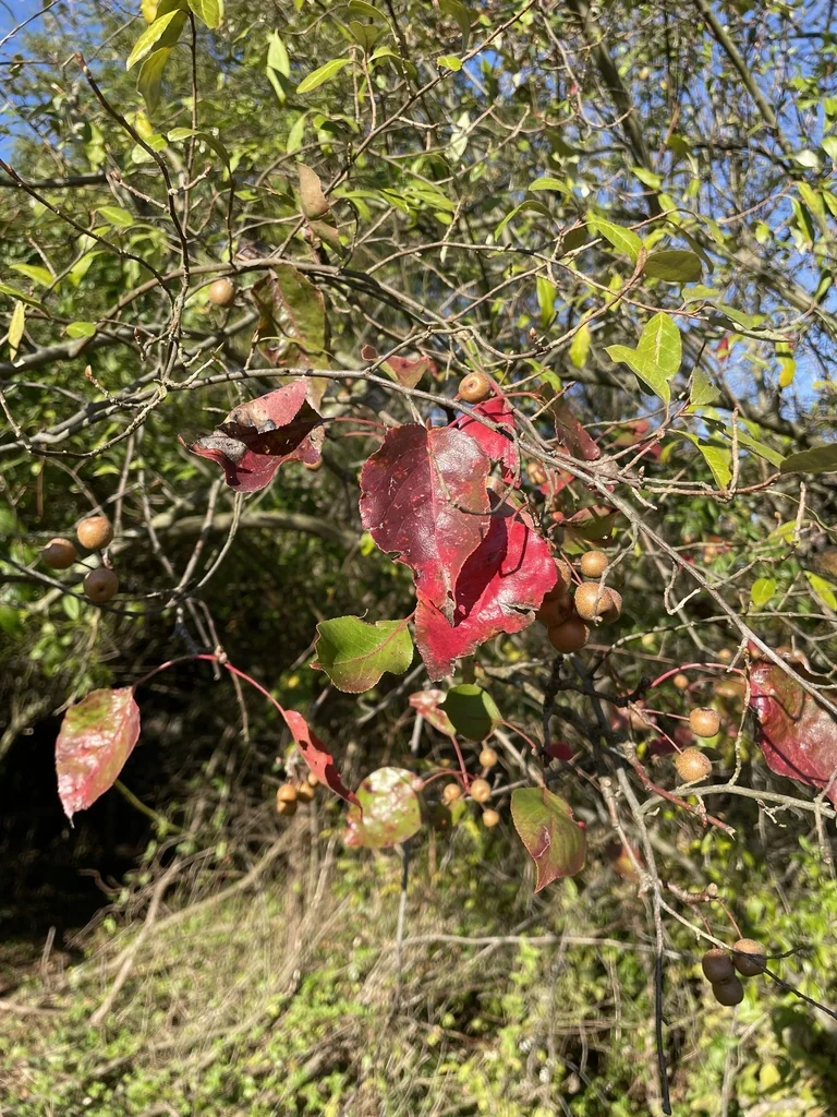 Pyrus Kawakamii