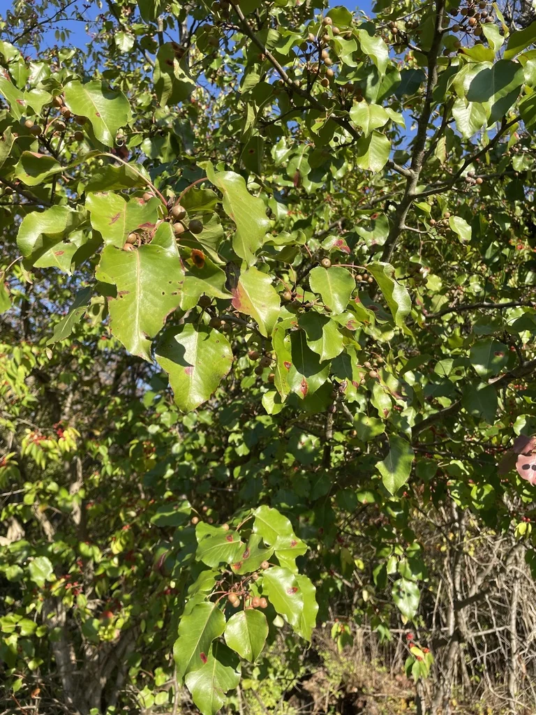 Pyrus Kawakamii