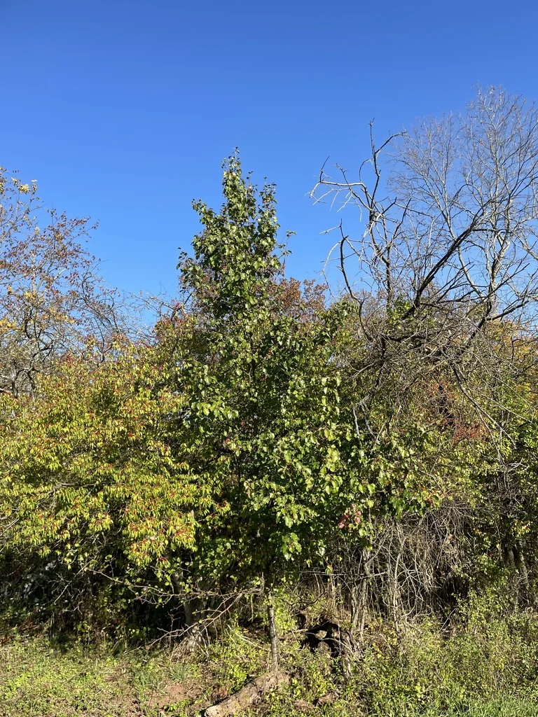 Pyrus Kawakamii