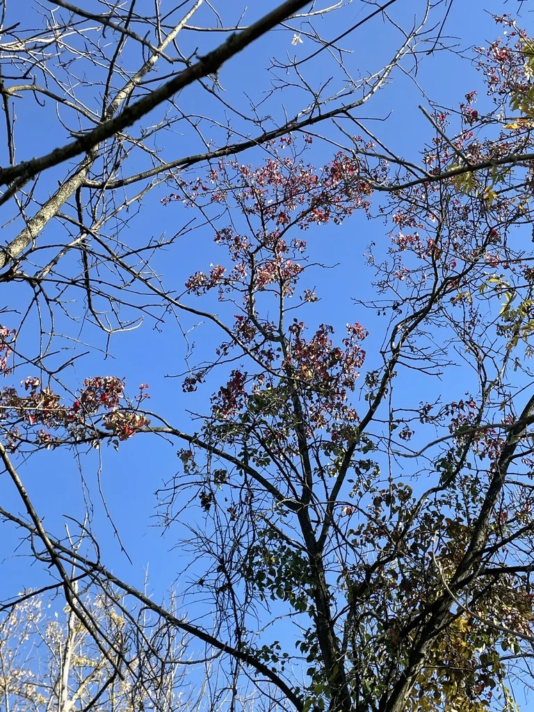 Pyrus Kawakamii
