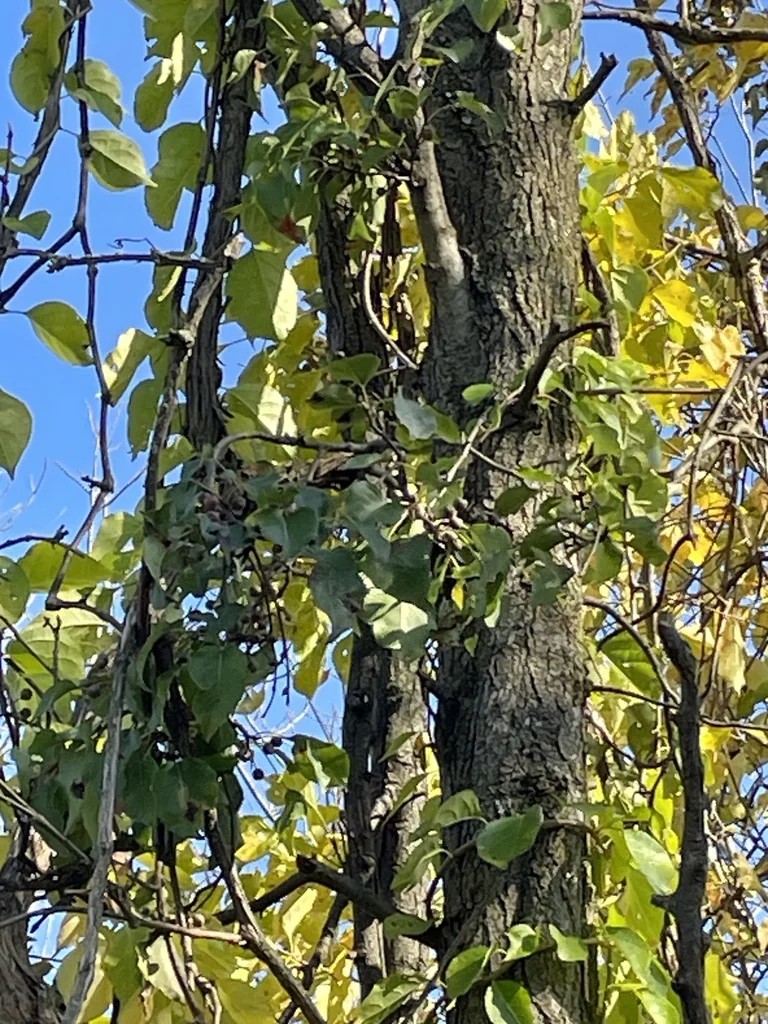 Pyrus Kawakamii