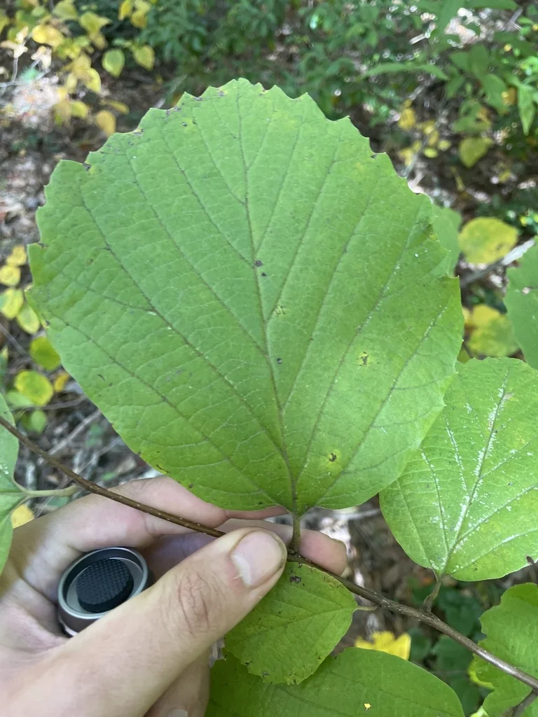 Fothergilla Major