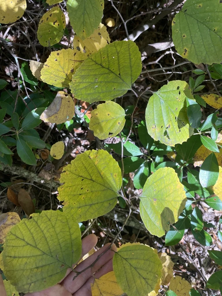 Fothergilla Major