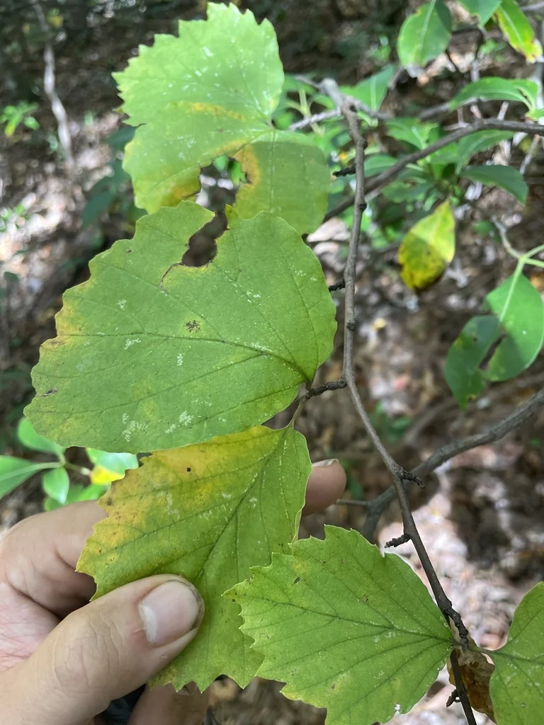 Fothergilla Major