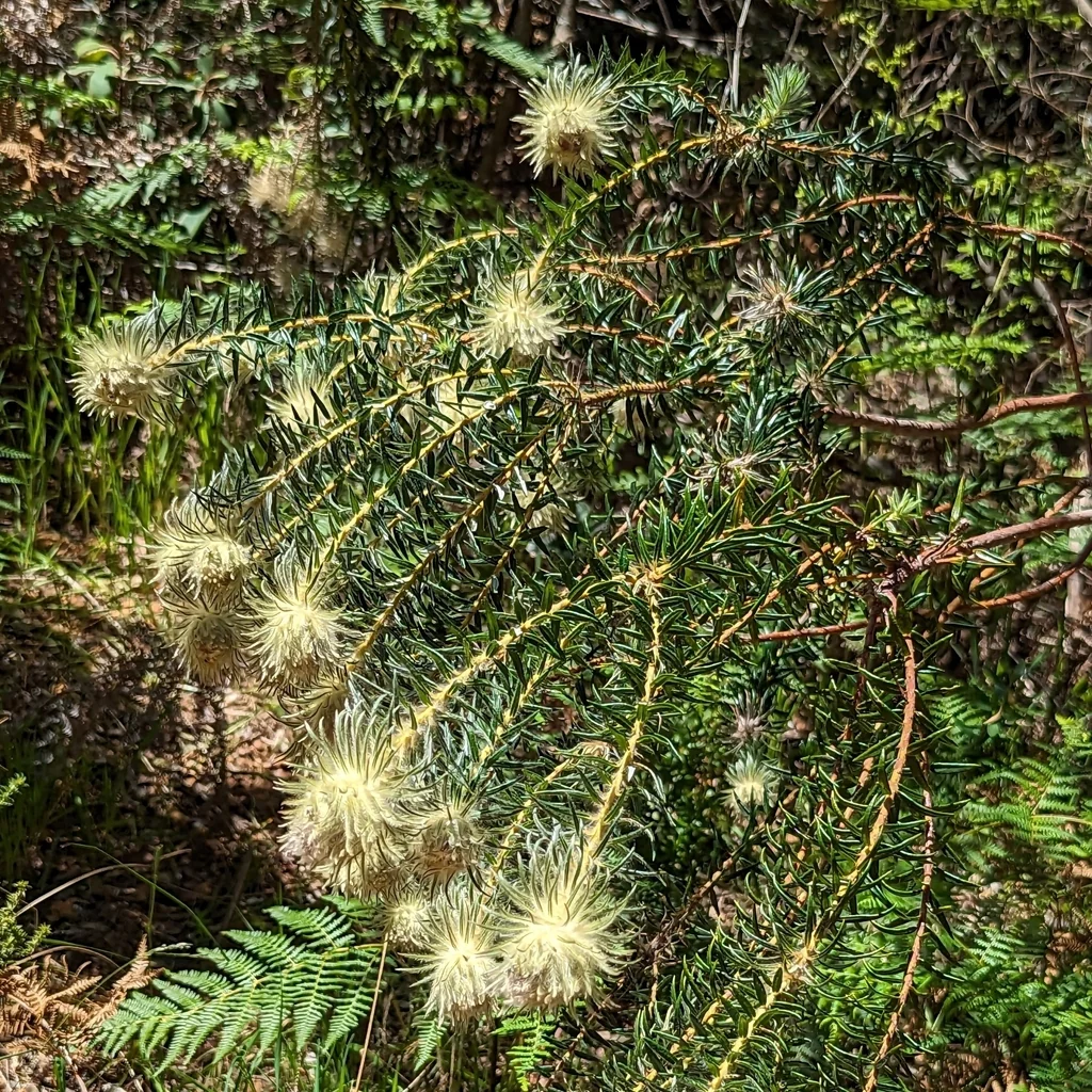Phylica Pubescens