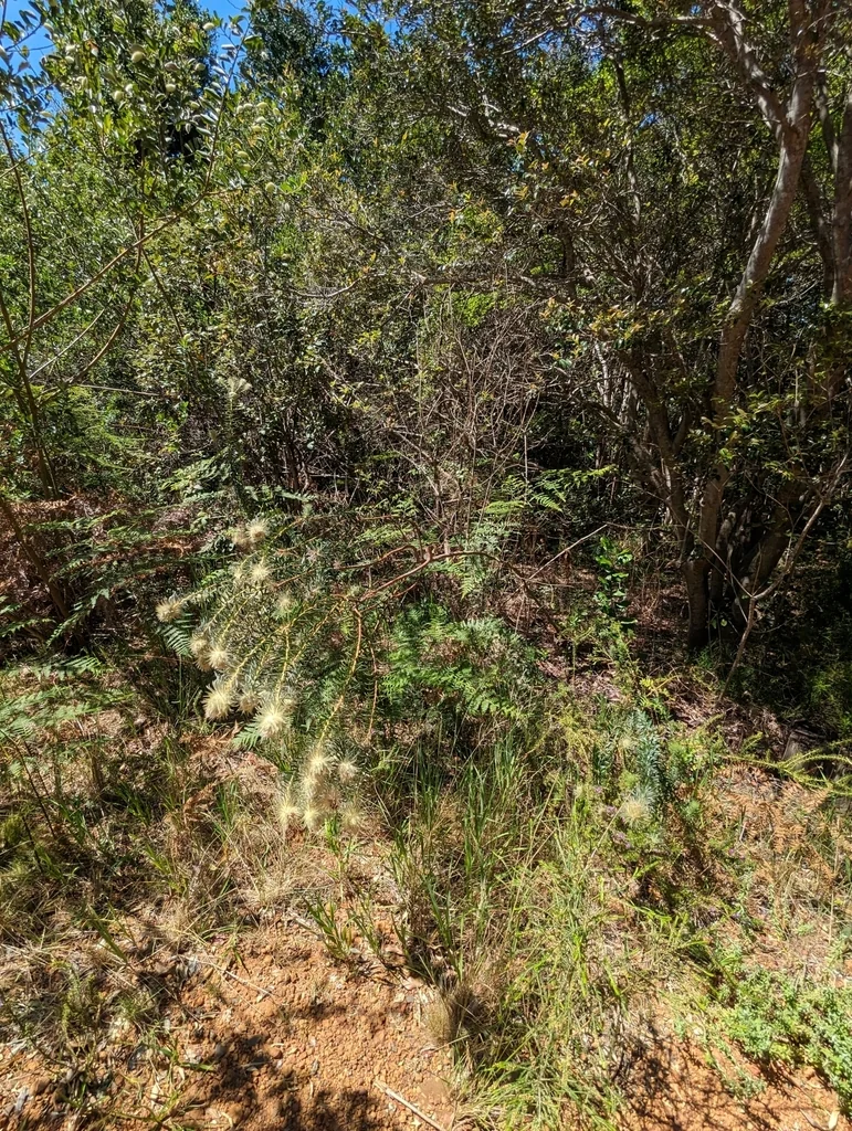 Phylica Pubescens