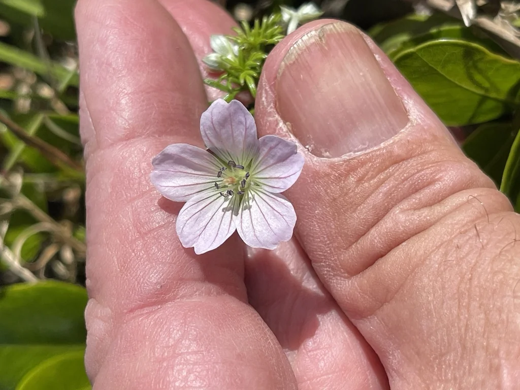 Geranium Incanum