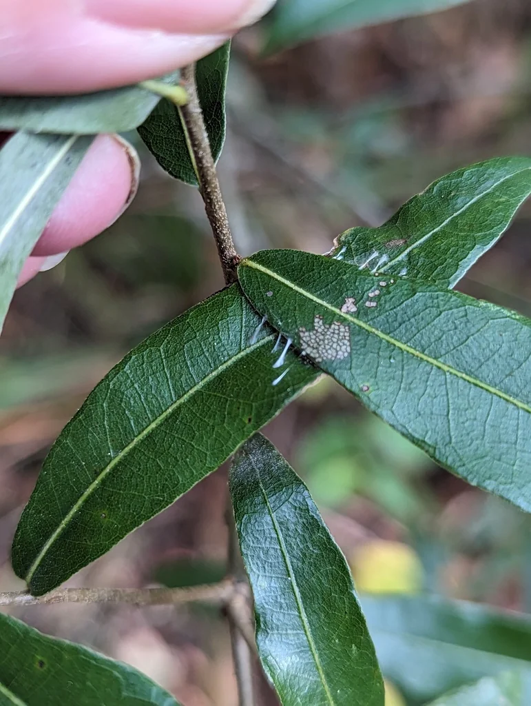 Quercus Hemisphaerica