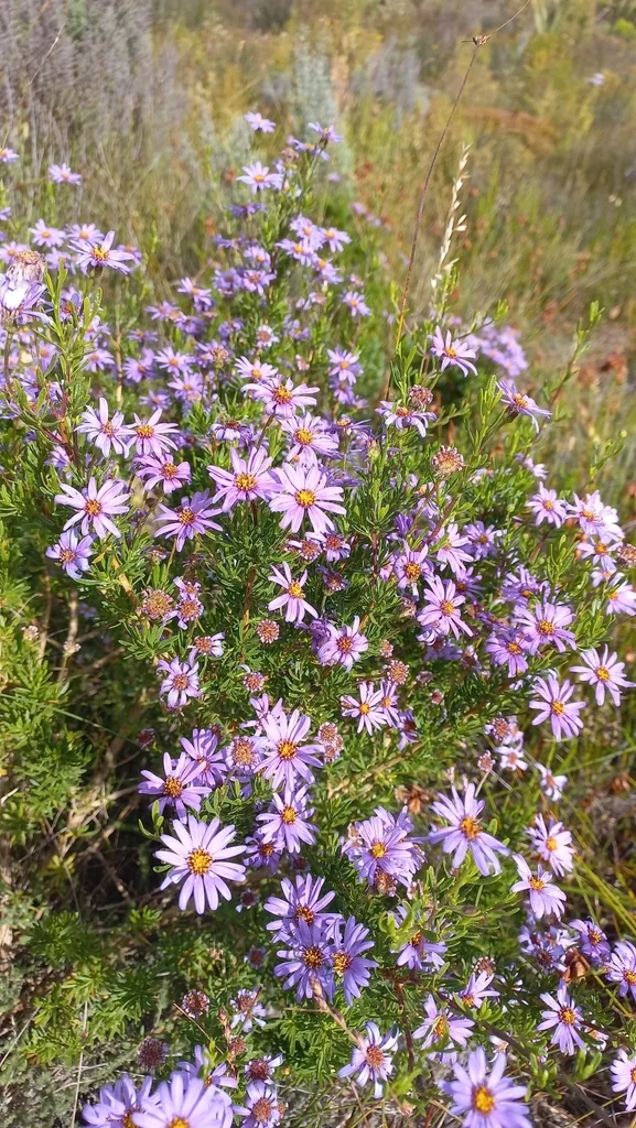 Felicia Fruticosa